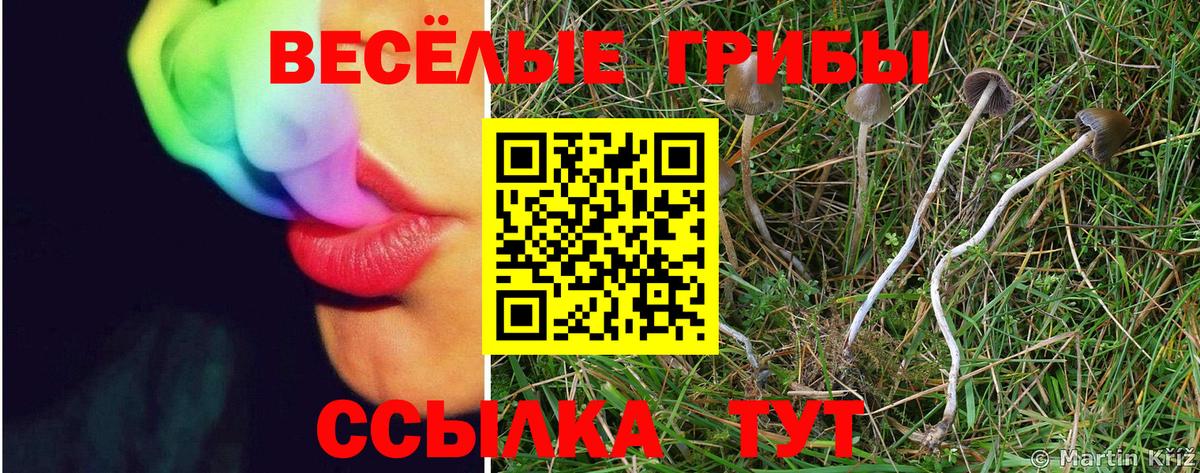 Псилоцибиновые грибы прущие грибы  цена наркотик  Сухой Лог  Вход с VPN 